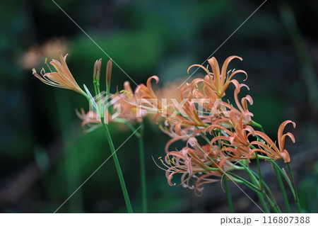 オオキツネノカミソリ 116807388