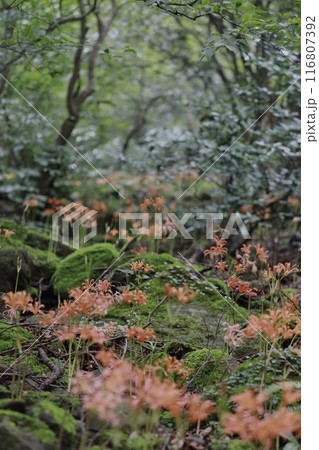 オオキツネノカミソリ 116807392