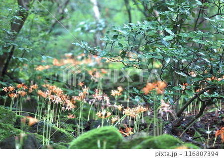 オオキツネノカミソリ 116807394