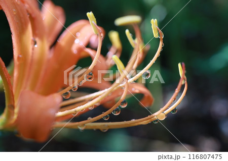 オオキツネノカミソリ オオキツネノカミソリ 116807475