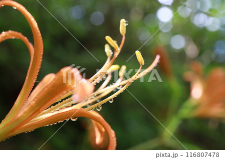 オオキツネノカミソリ 116807478