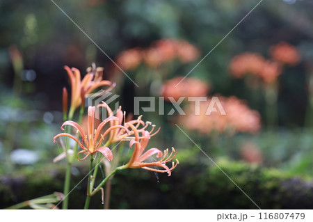 オオキツネノカミソリ 116807479