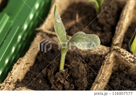 the first sprouts of pumpkin and watermelon in paper pots 116807577
