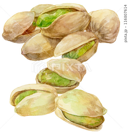 たくさんのピスタチオ 水彩イラスト 縦構図 たくさんのピスタチオ 水彩イラスト 縦構図 116807614