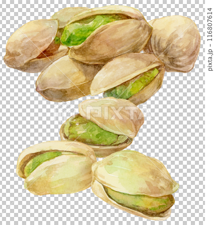 たくさんのピスタチオ 水彩イラスト 縦構図 たくさんのピスタチオ 水彩イラスト 縦構図 116807614
