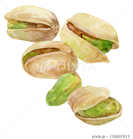 ピスタチオの水彩イラスト 116807615