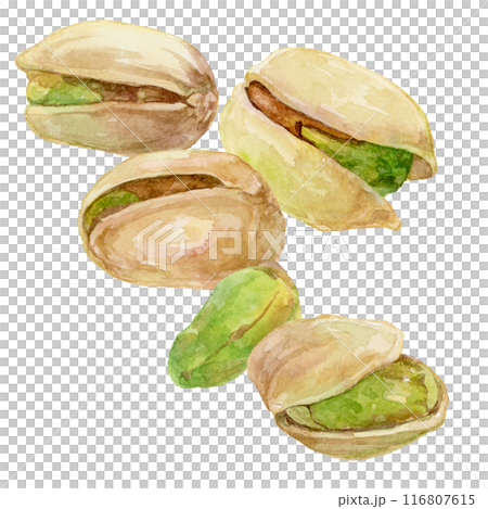 開心果水彩插圖 116807615