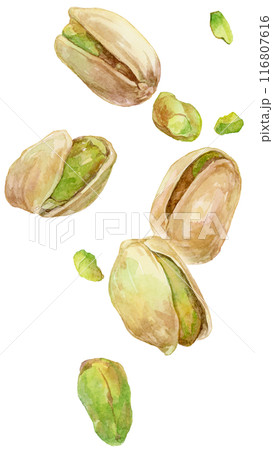 落下するピスタチオ 複数 水彩イラスト 落下するピスタチオ 複数 水彩イラスト 116807616