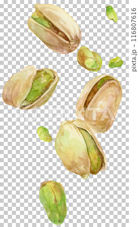 落下するピスタチオ 複数 水彩イラスト 落下するピスタチオ 複数 水彩イラスト 116807616