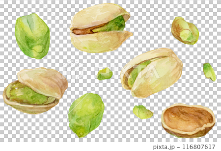 Pistachio multiple scattered watercolor illustration Pistachio multiple scattered watercolor illustration 116807617