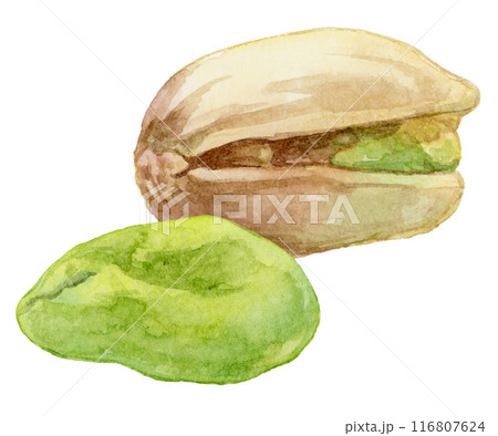 ピスタチオの水彩イラスト 116807624