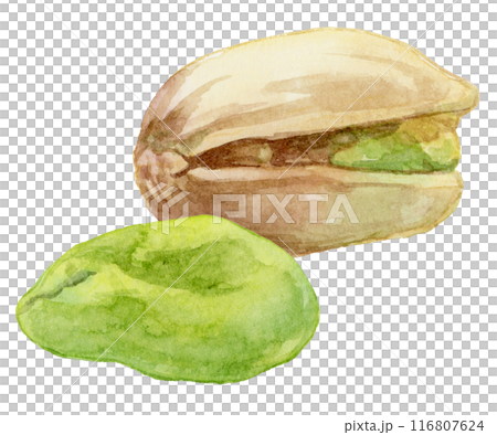 開心果水彩插圖 116807624