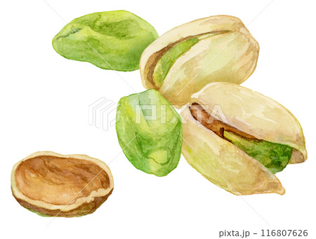 ピスタチオの水彩イラスト　殻付き・殻なし 116807626