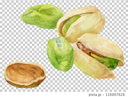 Watercolor illustration of pistachios, with and without shells 116807626