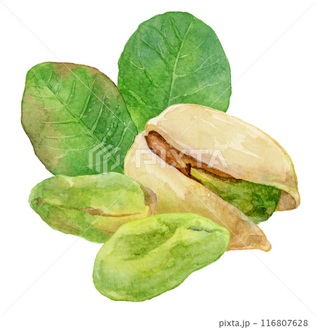殻付き・殻無しのピスタチオ　水彩イラスト 116807628