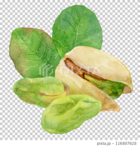 殻付き・殻無しのピスタチオ　水彩イラスト 116807628