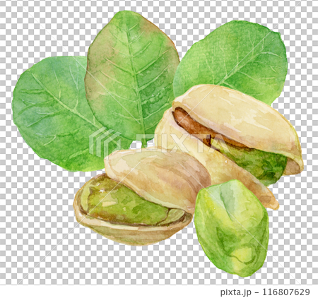 Pistachio beans and leaves watercolor illustration 116807629