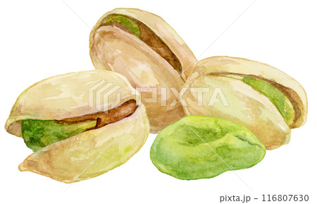 ピスタチオの水彩イラスト 116807630