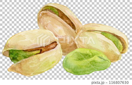 ピスタチオの水彩イラスト 116807630