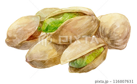 重なったピスタチオ　水彩イラスト 116807631