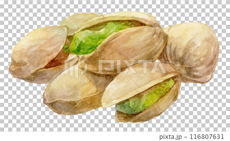 重なったピスタチオ　水彩イラスト 116807631