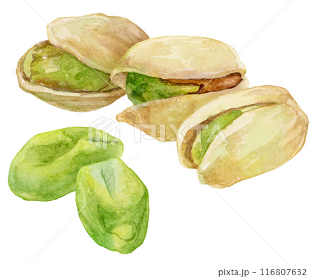 複数のピスタチオ　水彩イラスト 116807632