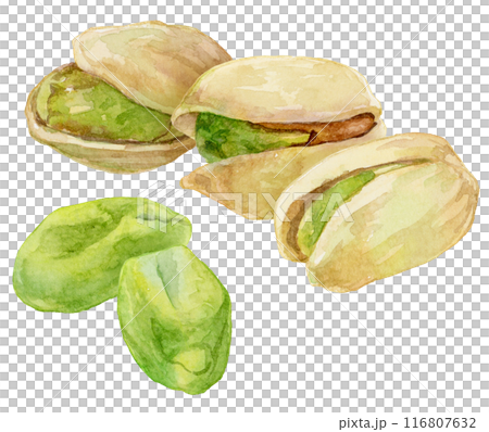 複数のピスタチオ　水彩イラスト 116807632