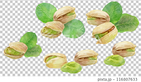 さまざまなピスタチオの挿絵　水彩イラストセット 116807633
