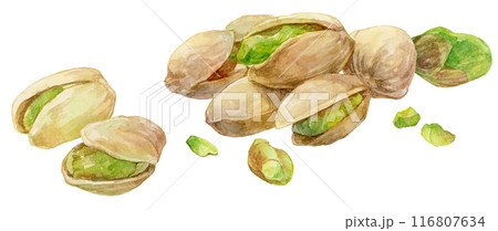 散らばったたくさんのピスタチオ　水彩イラスト 116807634