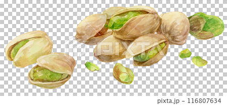 許多分散的開心果水彩插圖 116807634