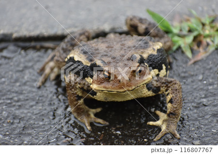 ニホンヒキガエル・日本蟇蛙 116807767