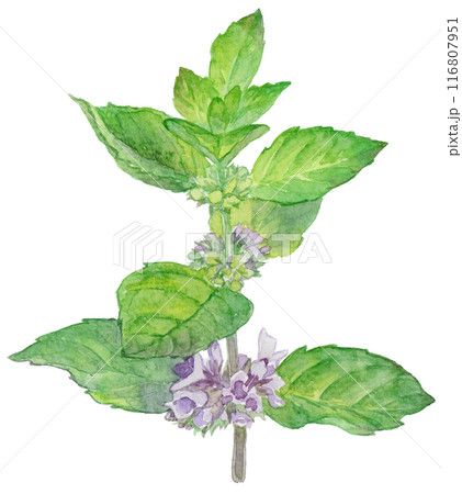 ニホンハッカの花 水彩イラスト ニホンハッカの花 水彩イラスト 116807951