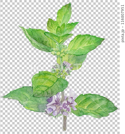 ニホンハッカの花 水彩イラスト ニホンハッカの花 水彩イラスト 116807951