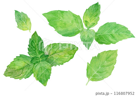 ニホンハッカの水彩イラスト 116807952