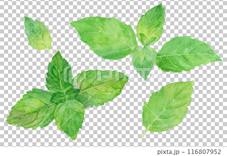 ニホンハッカの水彩イラスト 116807952