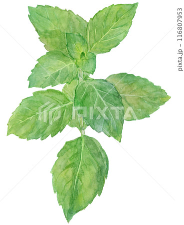 ニホンハッカ(日本薄荷) 水彩イラスト ニホンハッカ(日本薄荷) 水彩イラスト 116807953