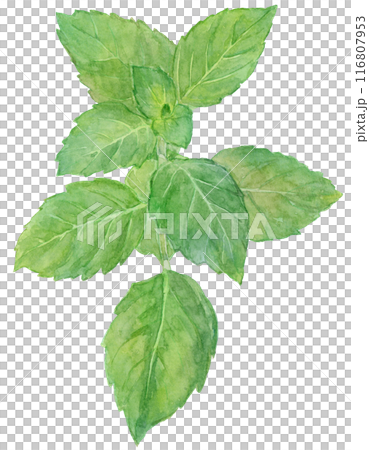 Japanese peppermint watercolor illustration 116807953