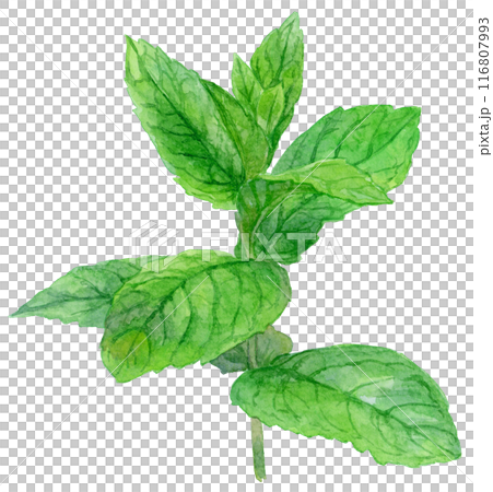 薄荷畫水彩 116807993
