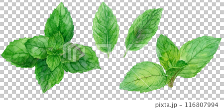 Peppermint watercolor illustration set 116807994