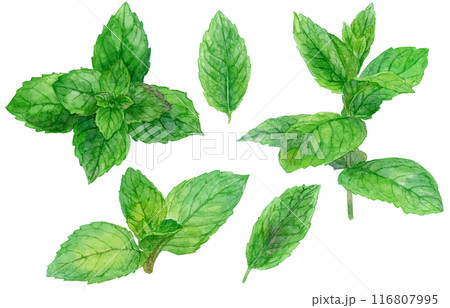 ミント（ペパーミント）　水彩イラストセット 116807995