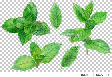 Mint (peppermint) watercolor illustration set 116807995