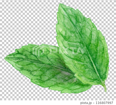 Mint (peppermint) leaves watercolor illustration 116807997