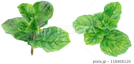 モヒートミントの水彩イラスト 116808120