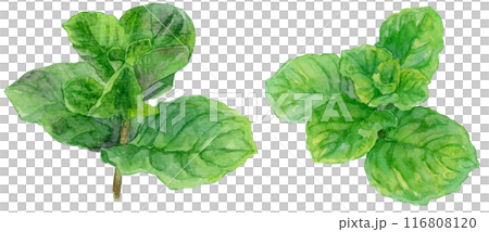 Mojito mint watercolor illustration 116808120
