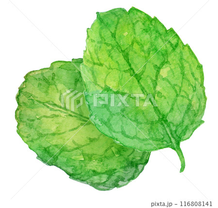ミントの葉　水彩イラスト 116808141