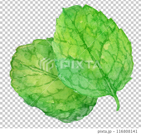 ミントの葉　水彩イラスト 116808141