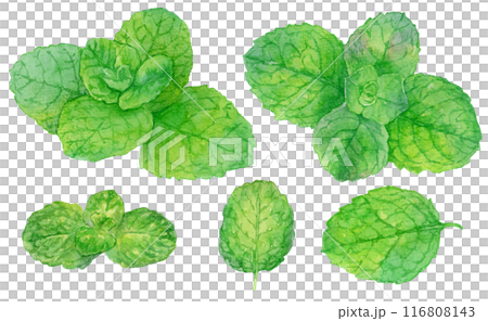薄荷水彩插圖集 薄荷水彩插圖集 116808143