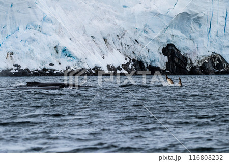 Tail of a humpback whale in the Antarctic 116808232