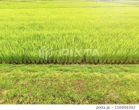田んぼのある風景 田んぼのある風景 116808302