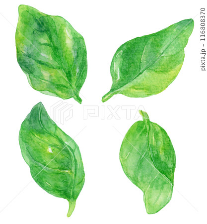バジルの葉　バラ　水彩イラストセット 116808370